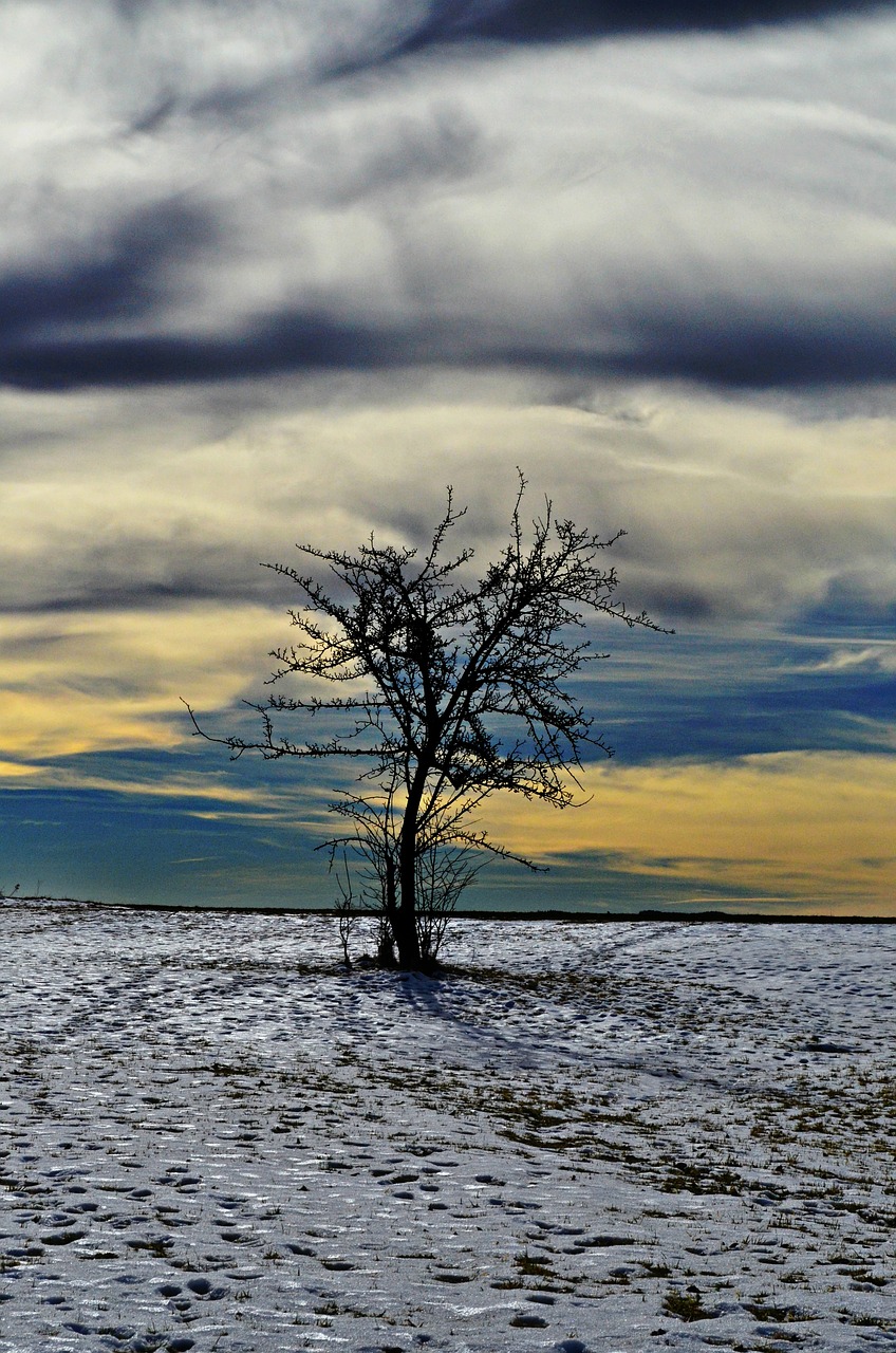 tree landscape winter free photo