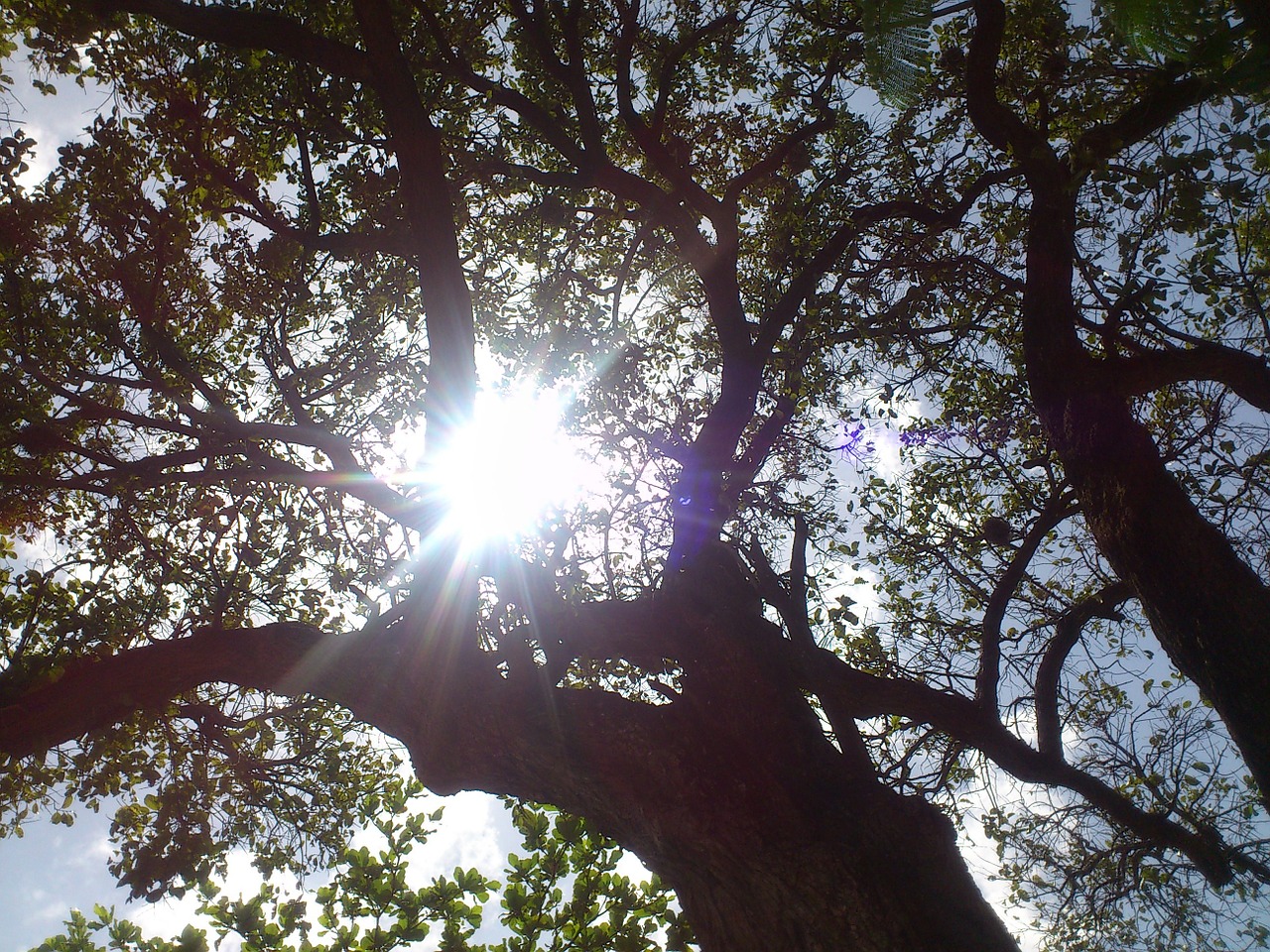 tree sun shadow free photo