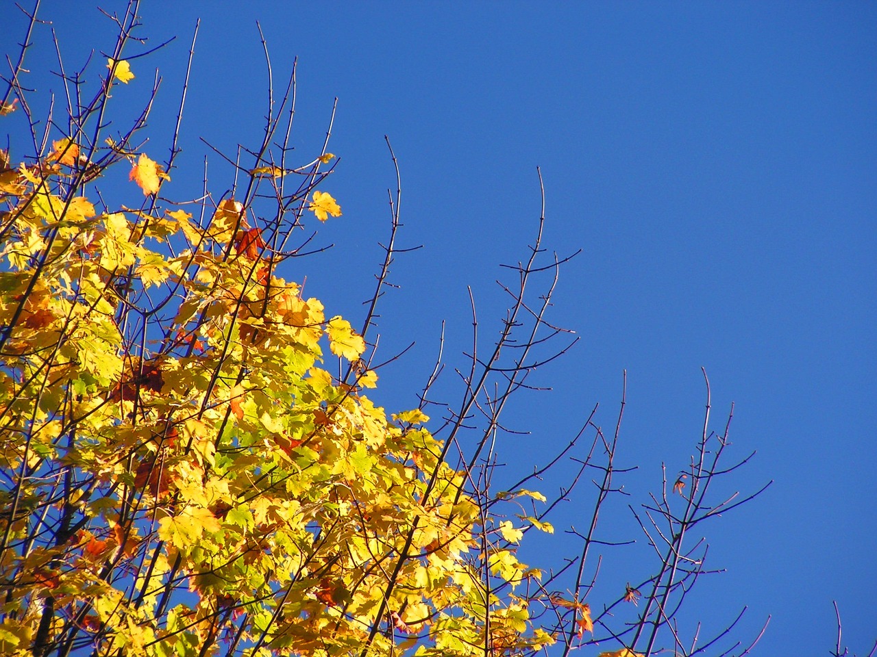 tree autumn colors free photo