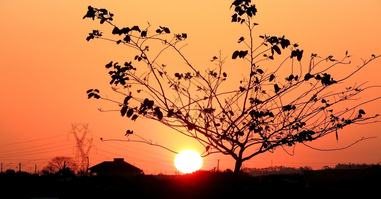 tree sunset sol free photo