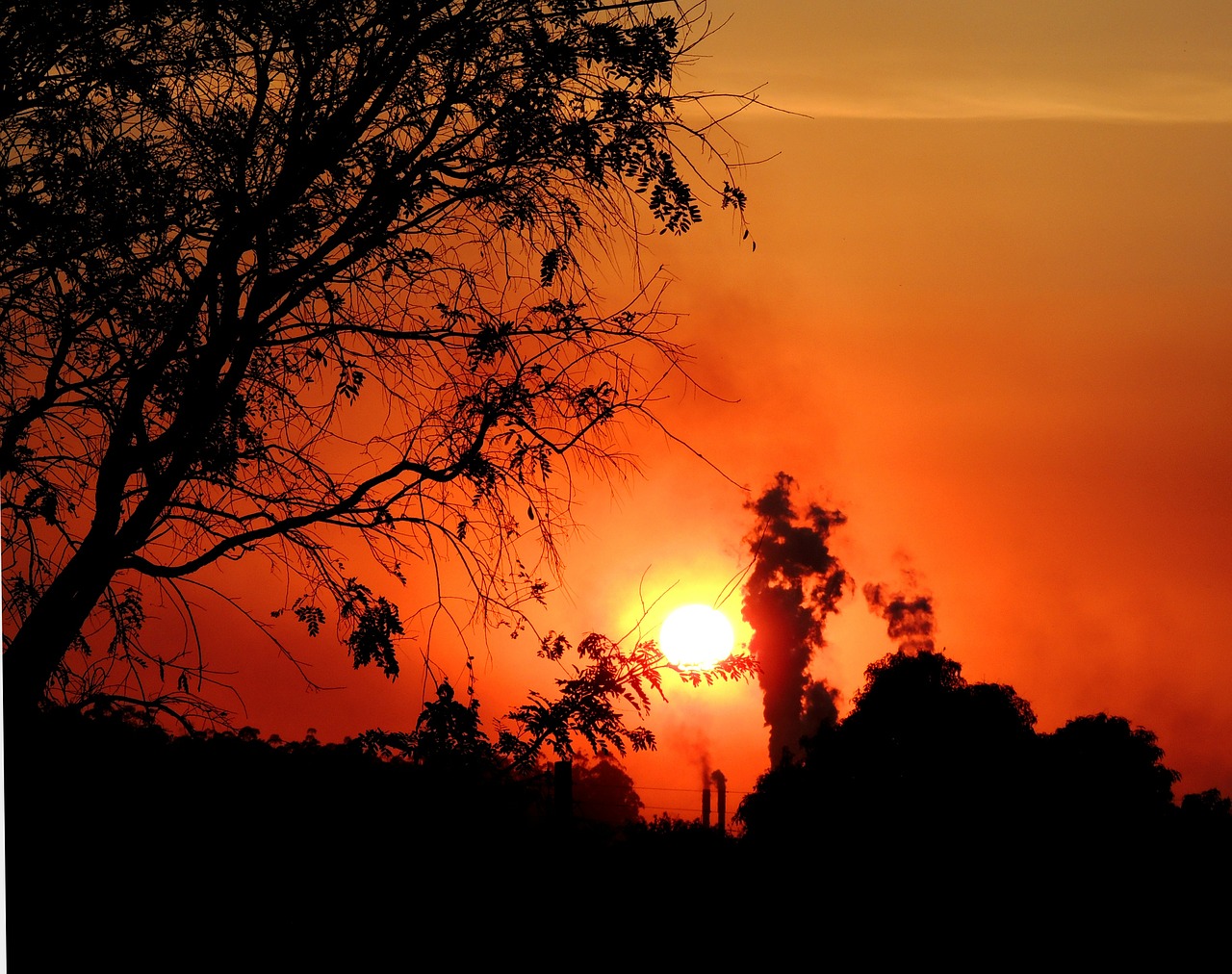 tree sol sunset free photo