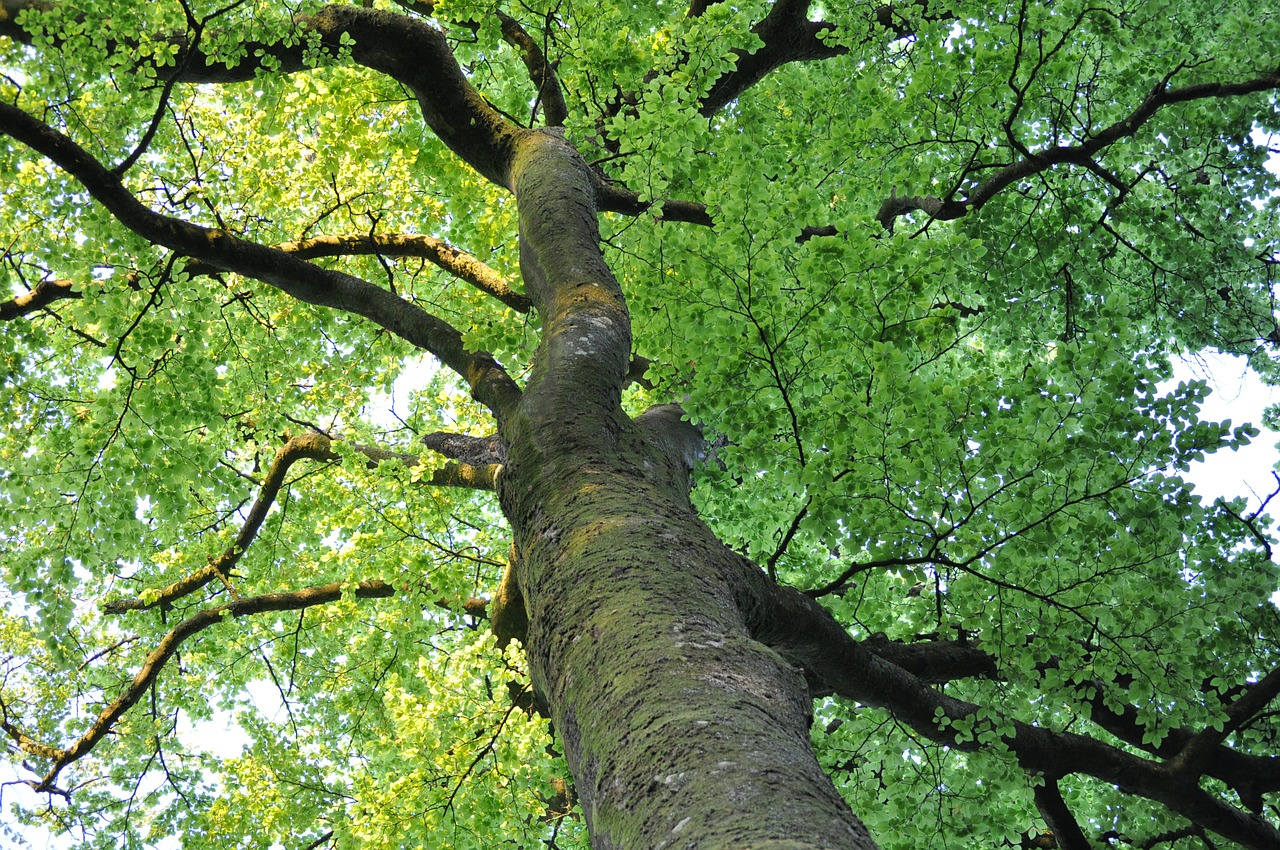 tree green trunk free photo