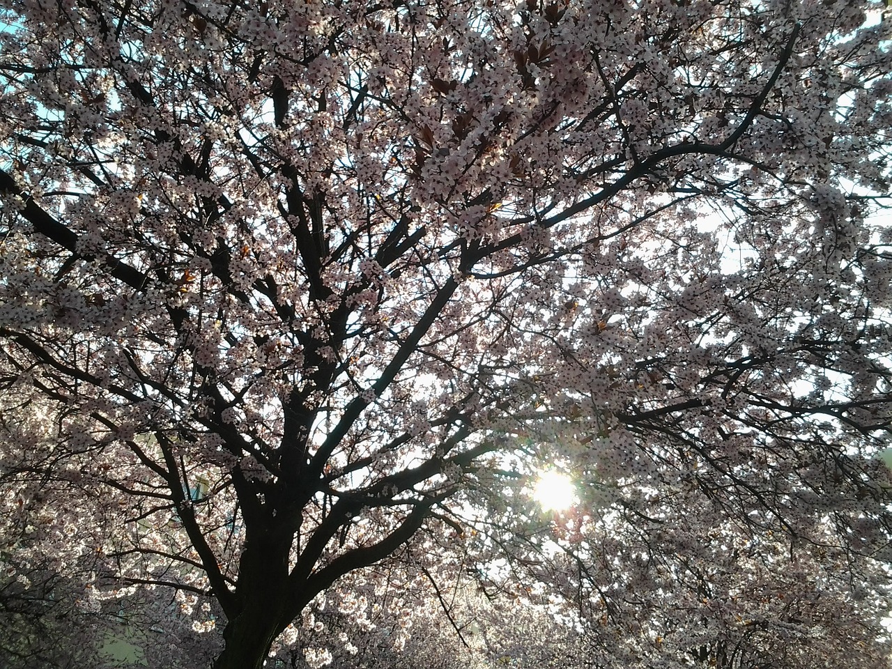 tree branches spring free photo