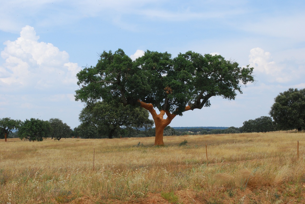 tree cork landscape free photo