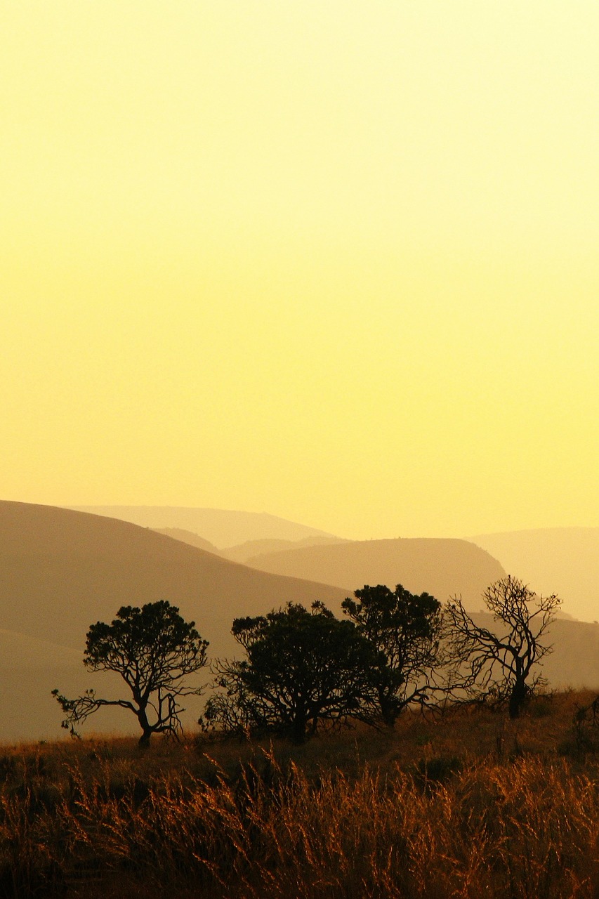 tree silhouette mountains free photo