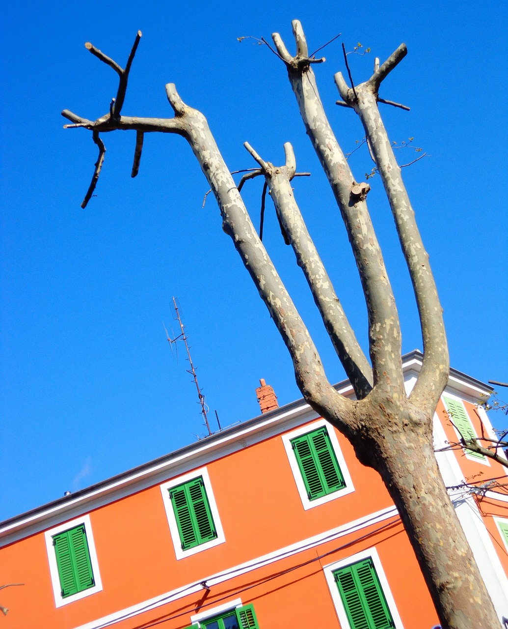 tree spring sky free photo