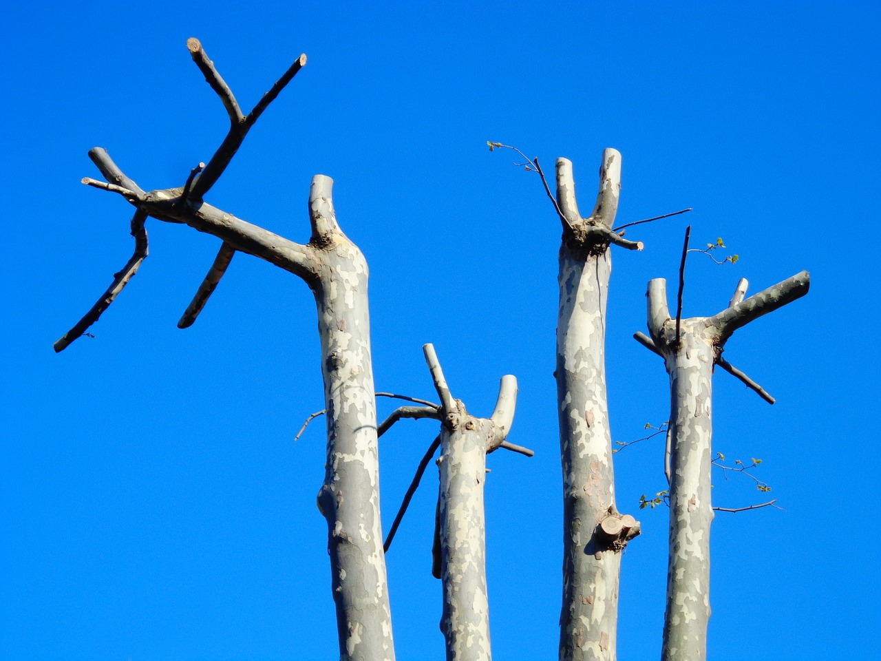 tree trunk branches free photo