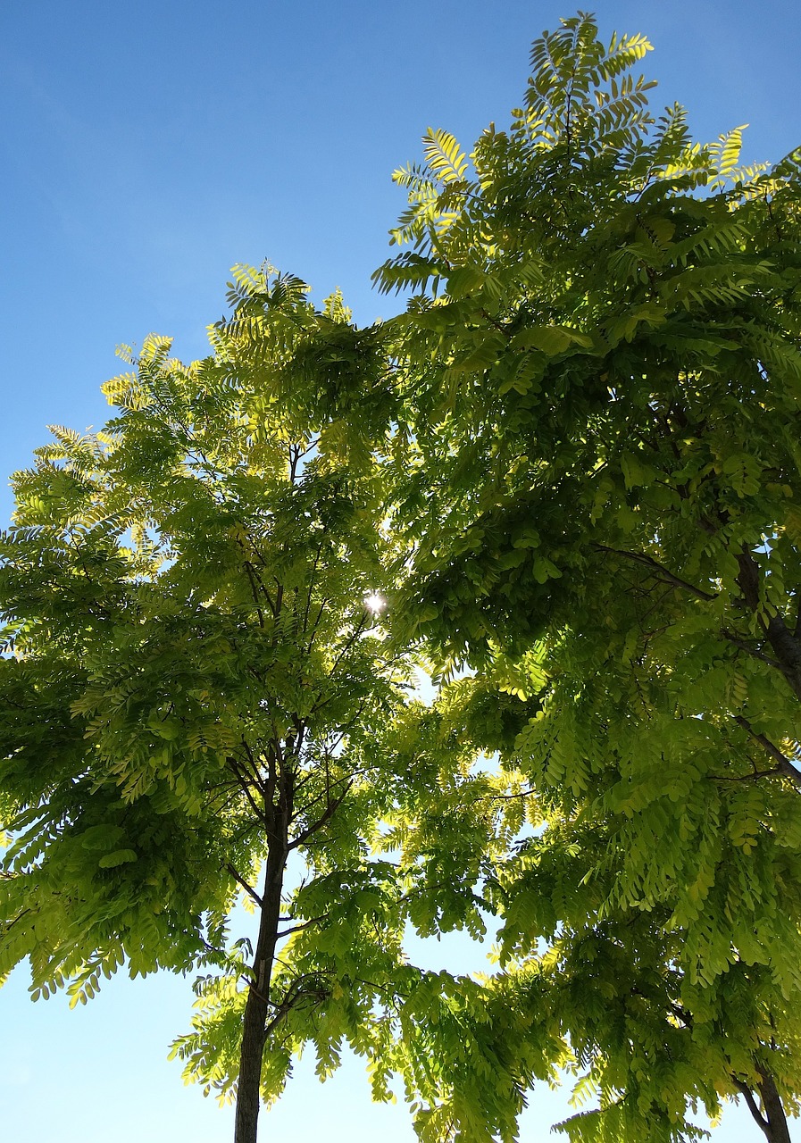 tree green blue sky free photo