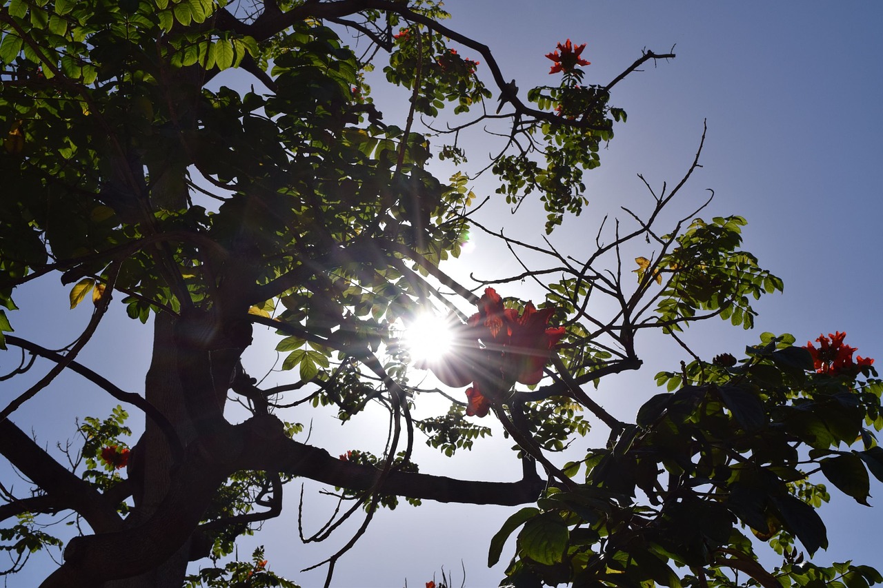 tree blossom bloom free photo