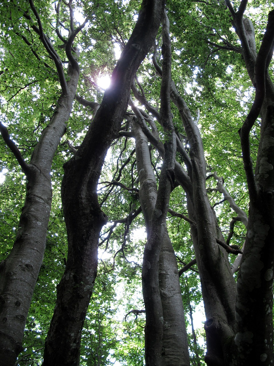 tree uplight forest free photo