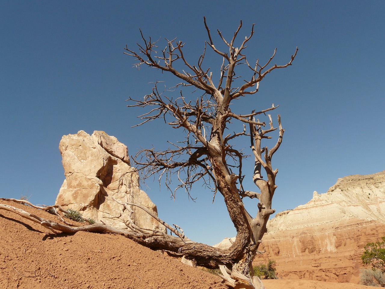 tree dry drought free photo