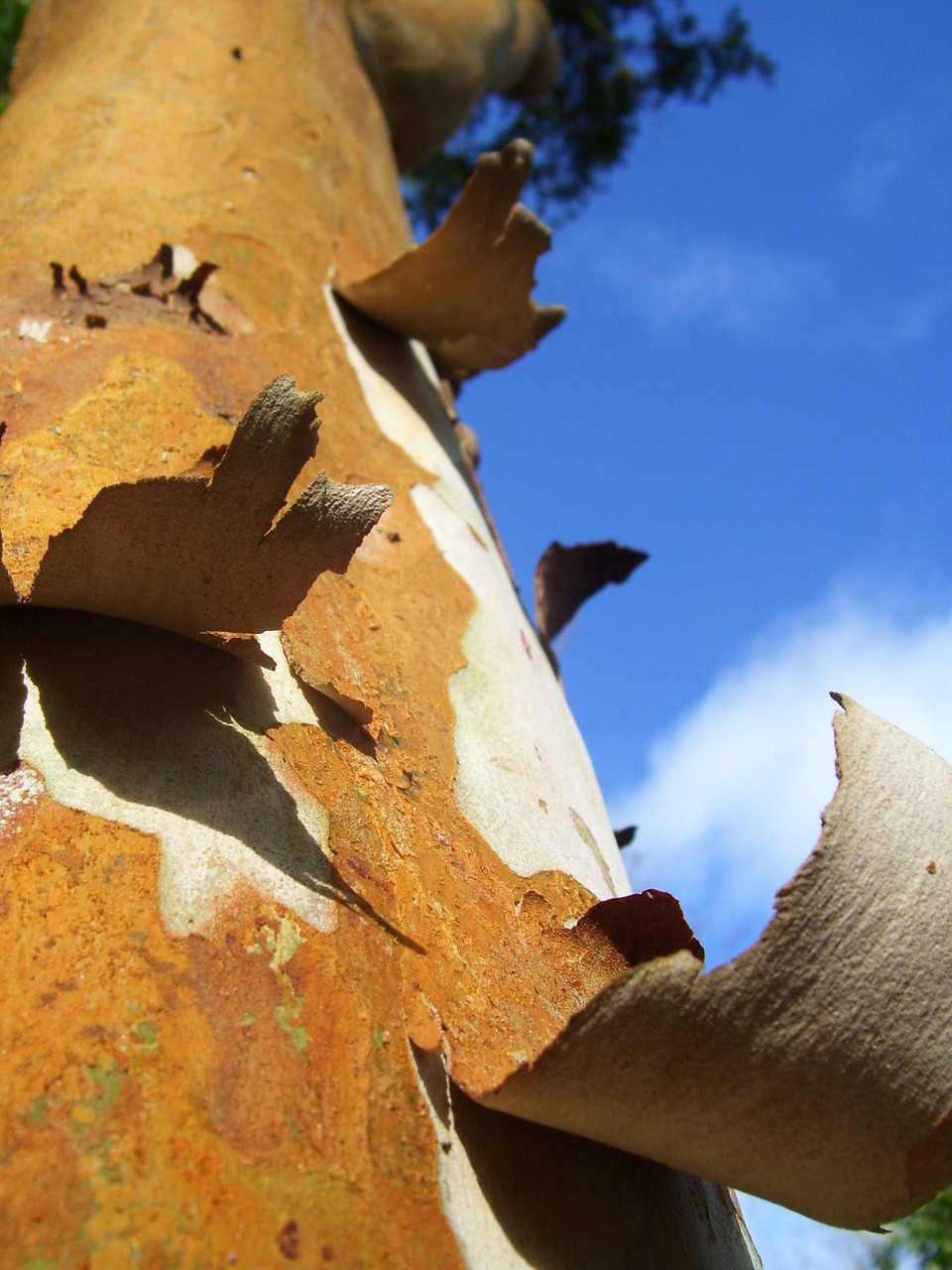 tree bark wood free photo