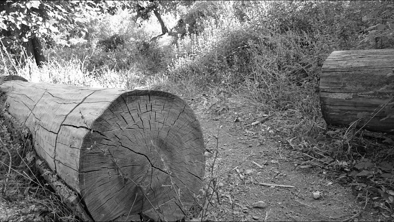 tree ruins black and white free photo