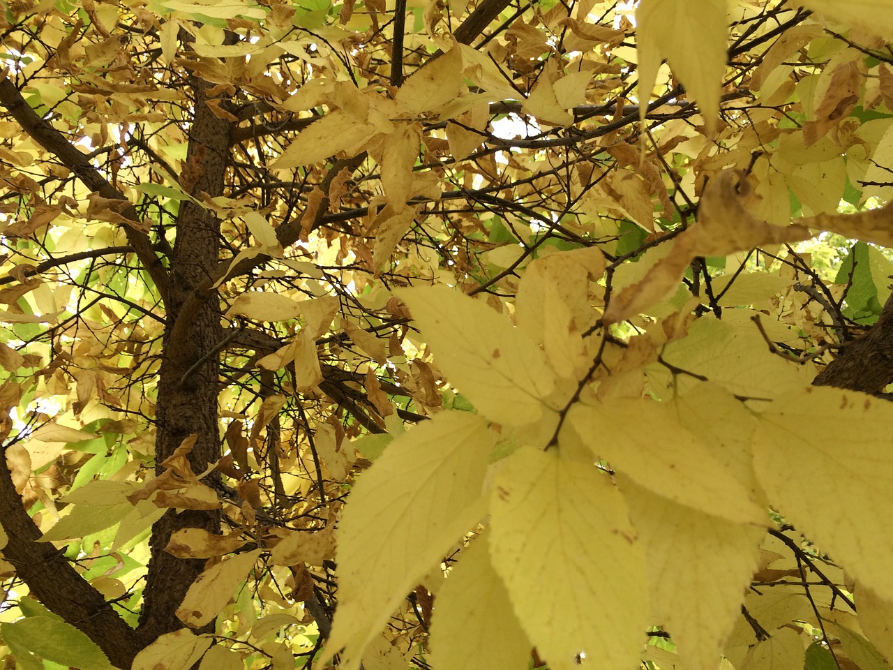 tree autumn nature free photo