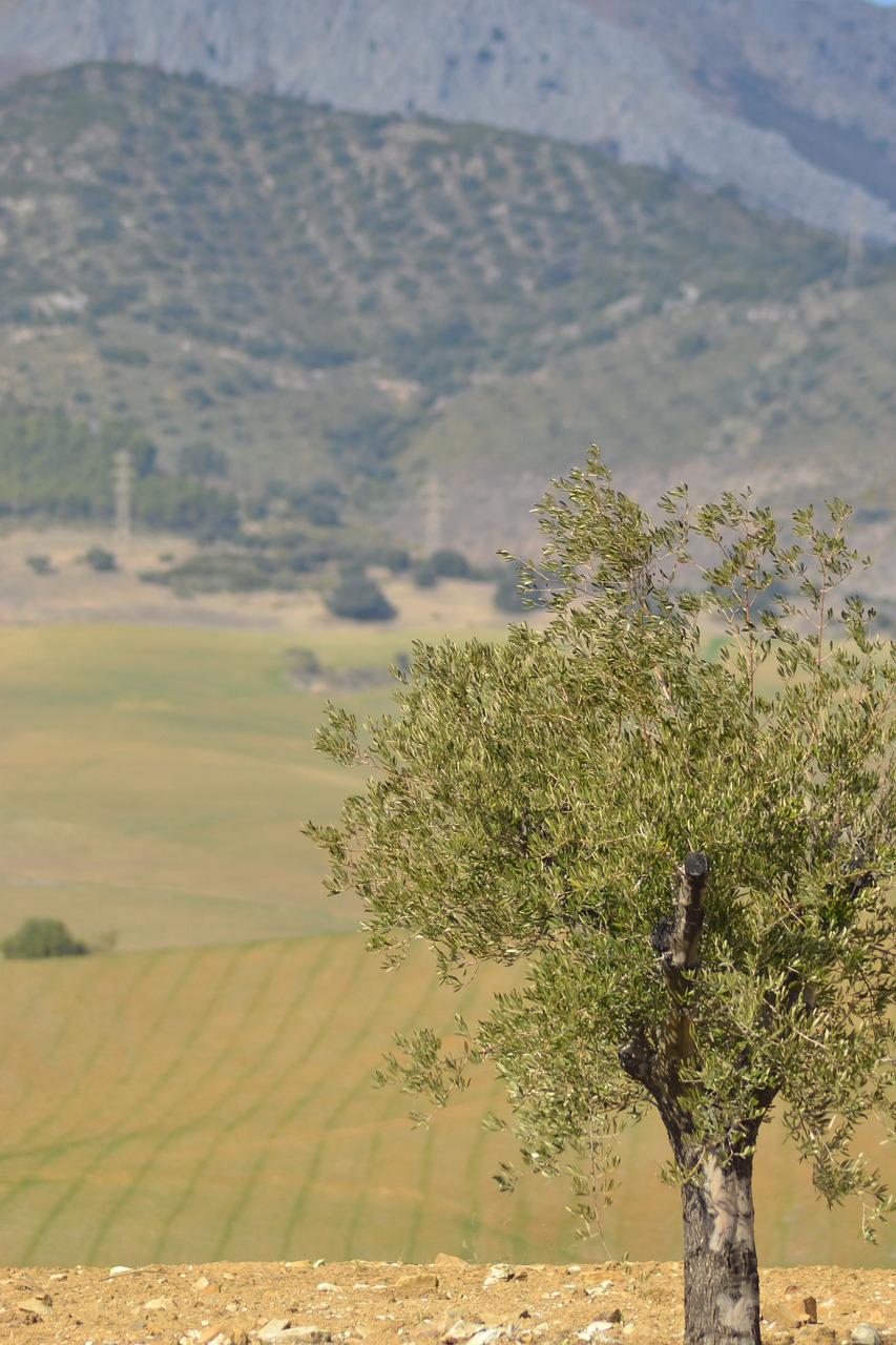 tree spain landscape free photo