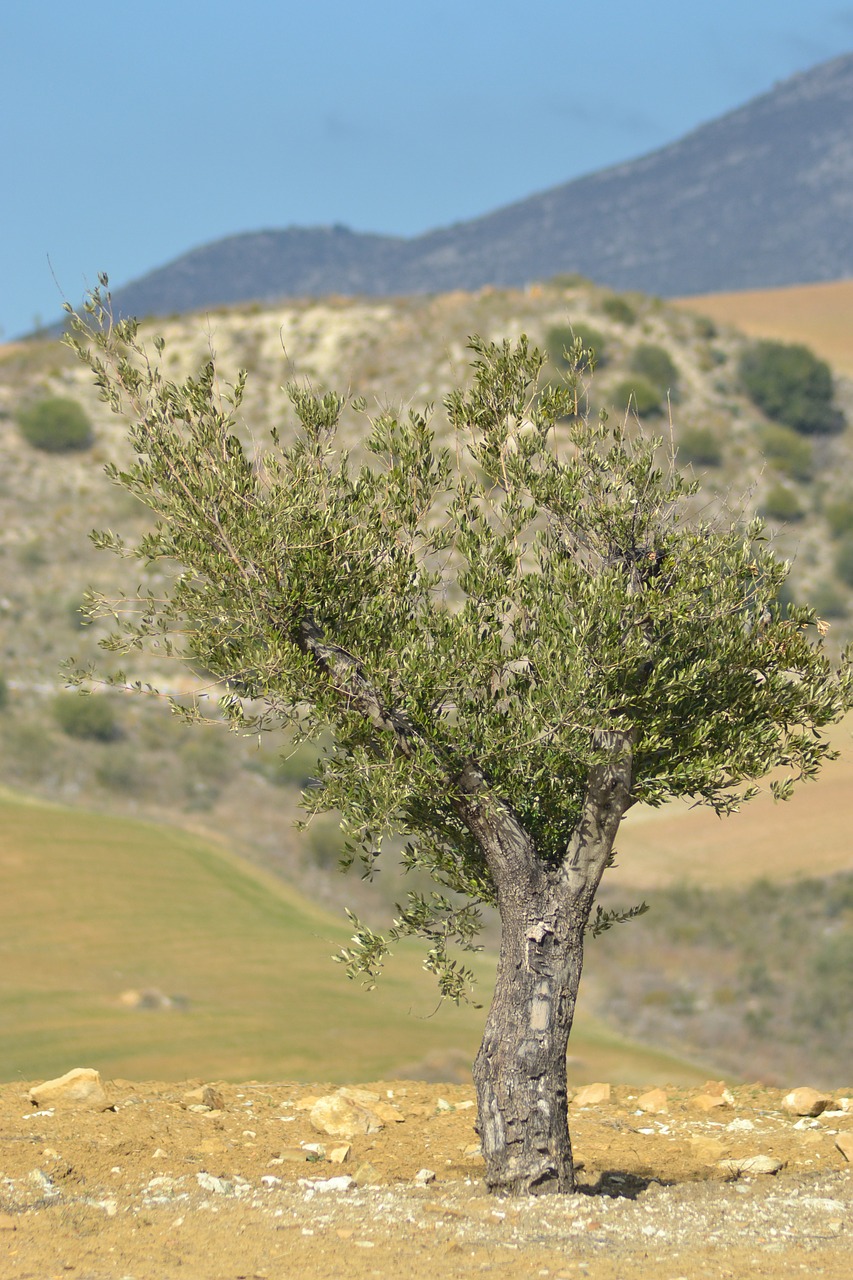 tree mediterranean nature free photo