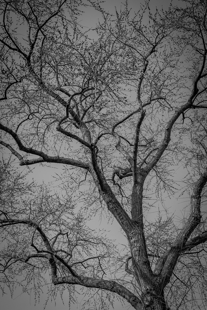 tree bare branches free photo