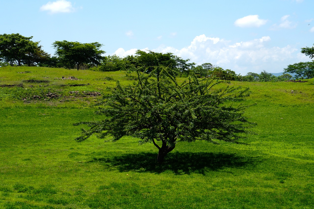 tree landscape nature free photo