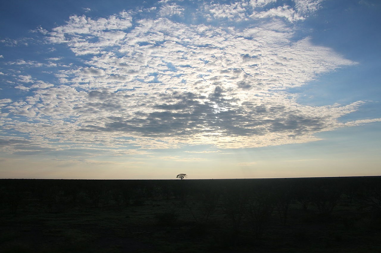 tree flat namibia free photo