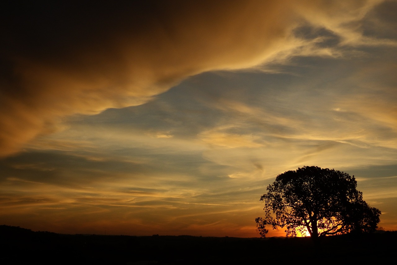 tree eventide sol free photo