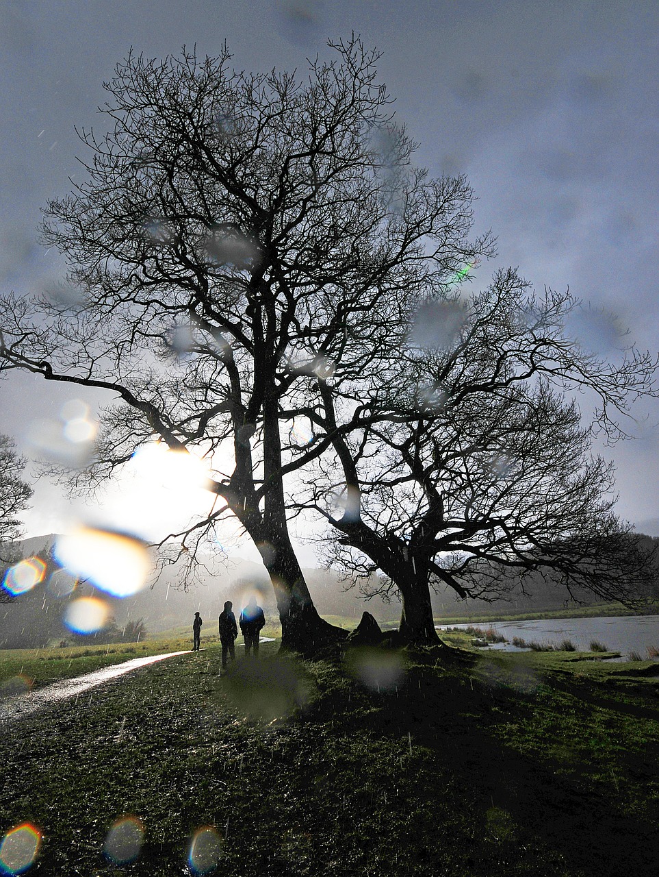 tree rain cumbria free photo
