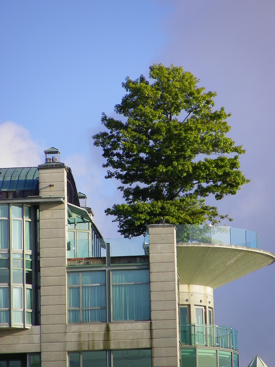 tree building vancouver free photo