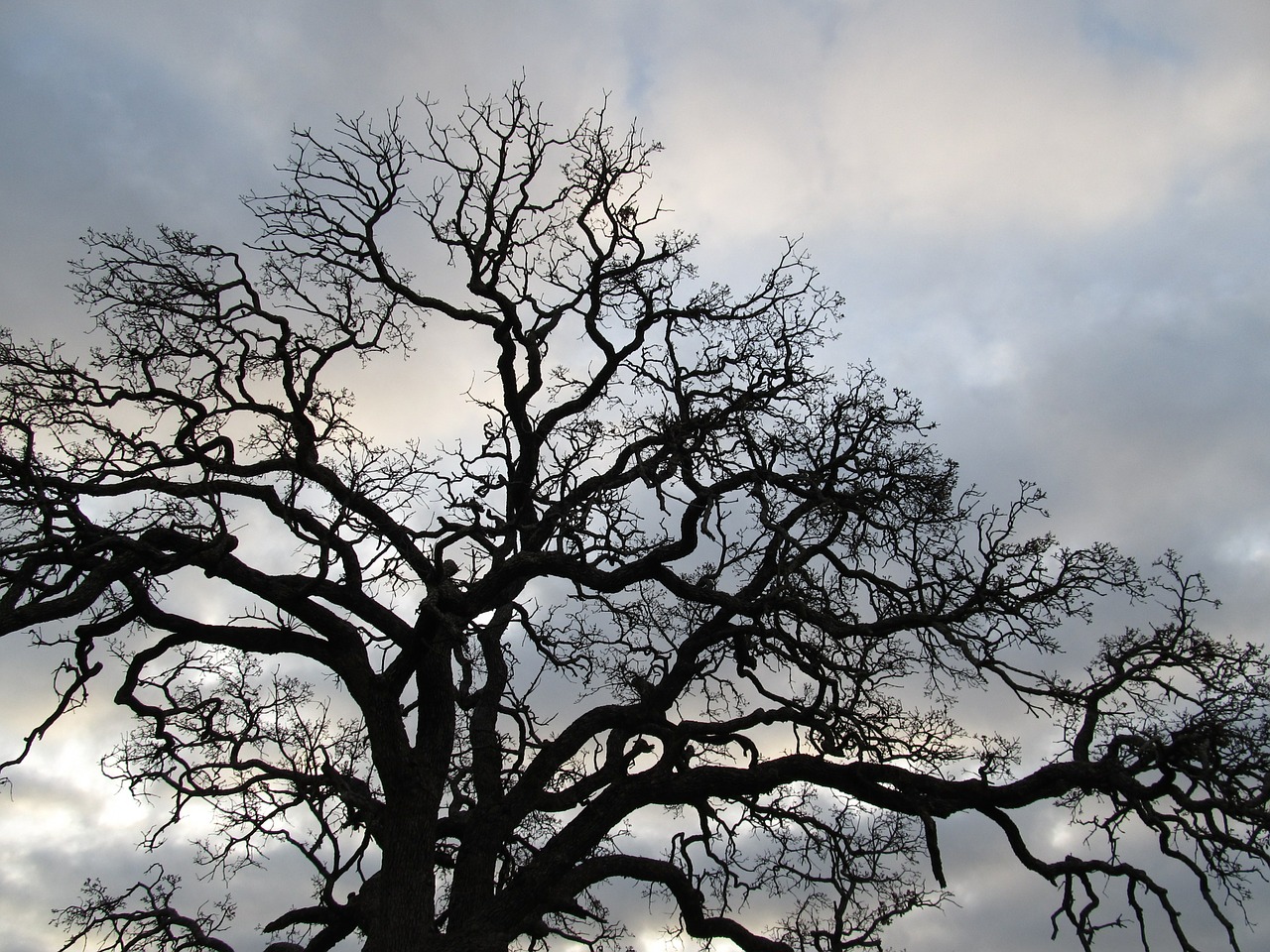 tree branches silhouette free photo