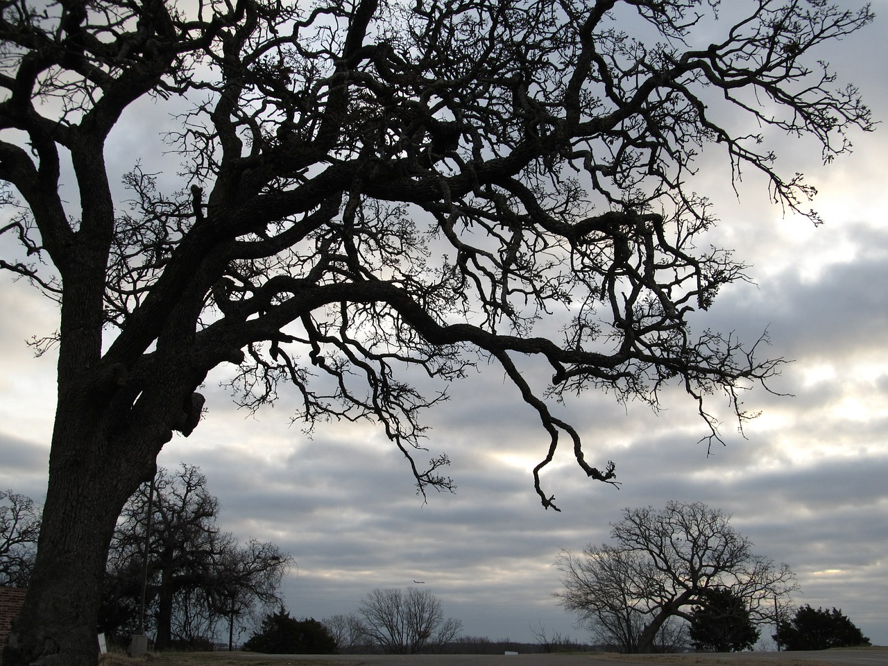 tree branches outdoor free photo