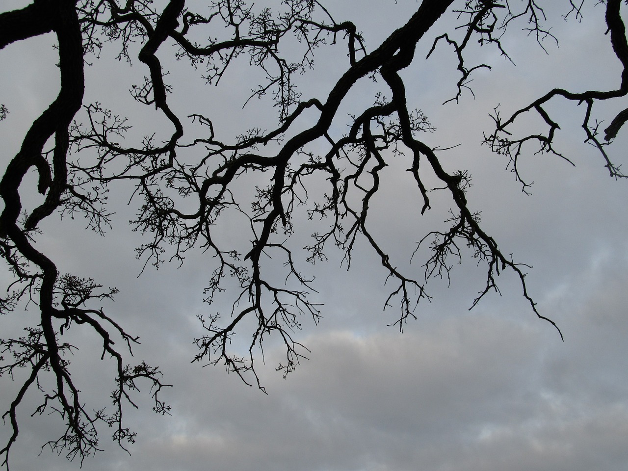 tree branches outdoor free photo