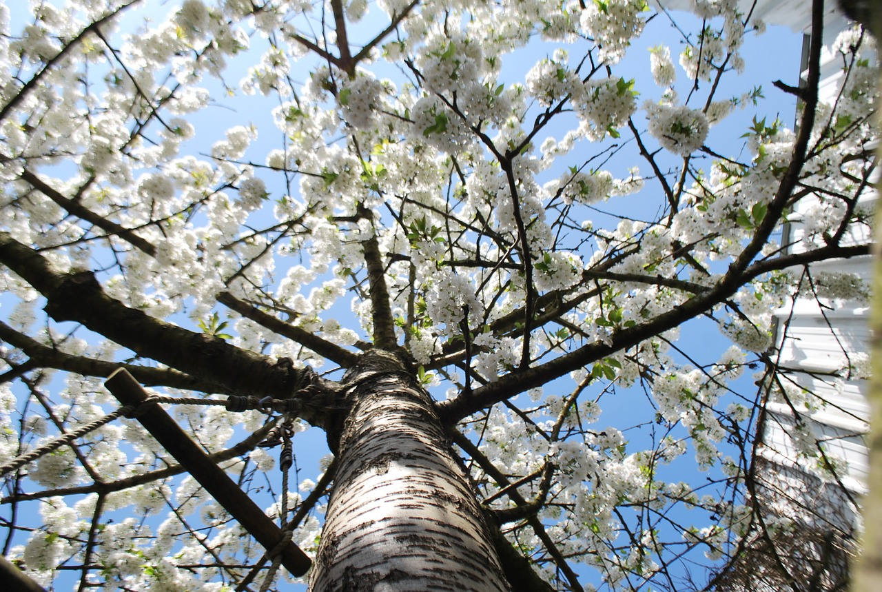 tree flowers spring free photo