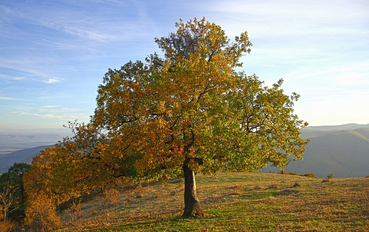 tree october fall free photo