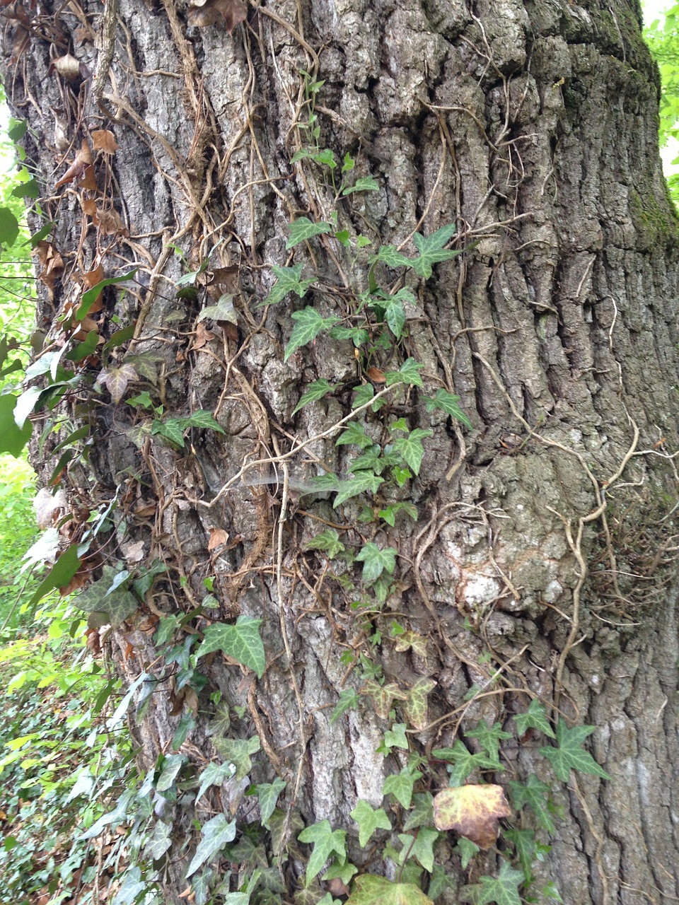 tree ivy climber free photo