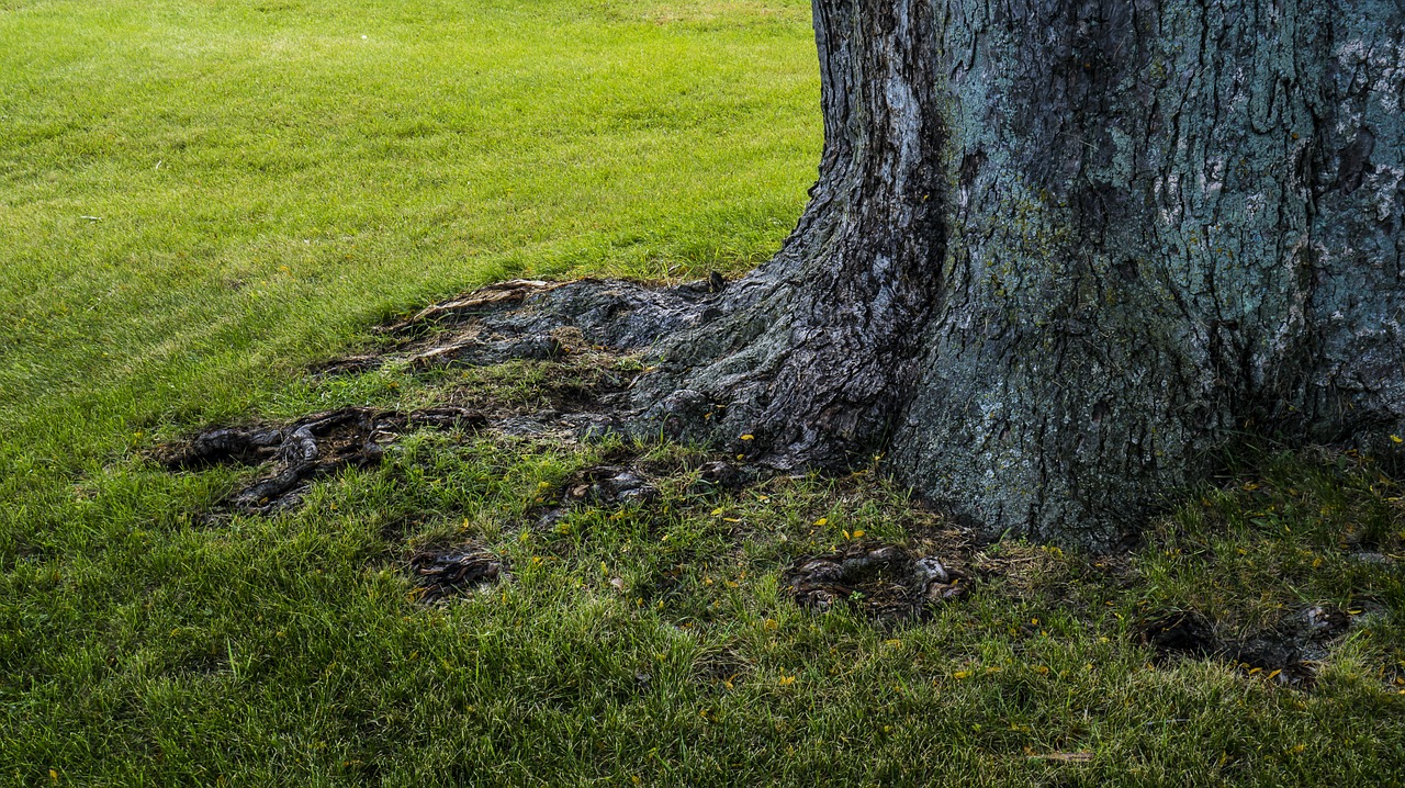 tree trunk nature free photo