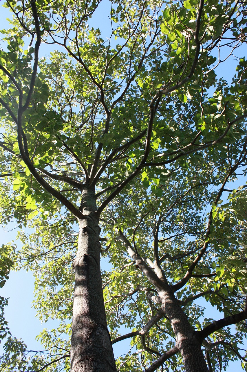 tree green sky free photo