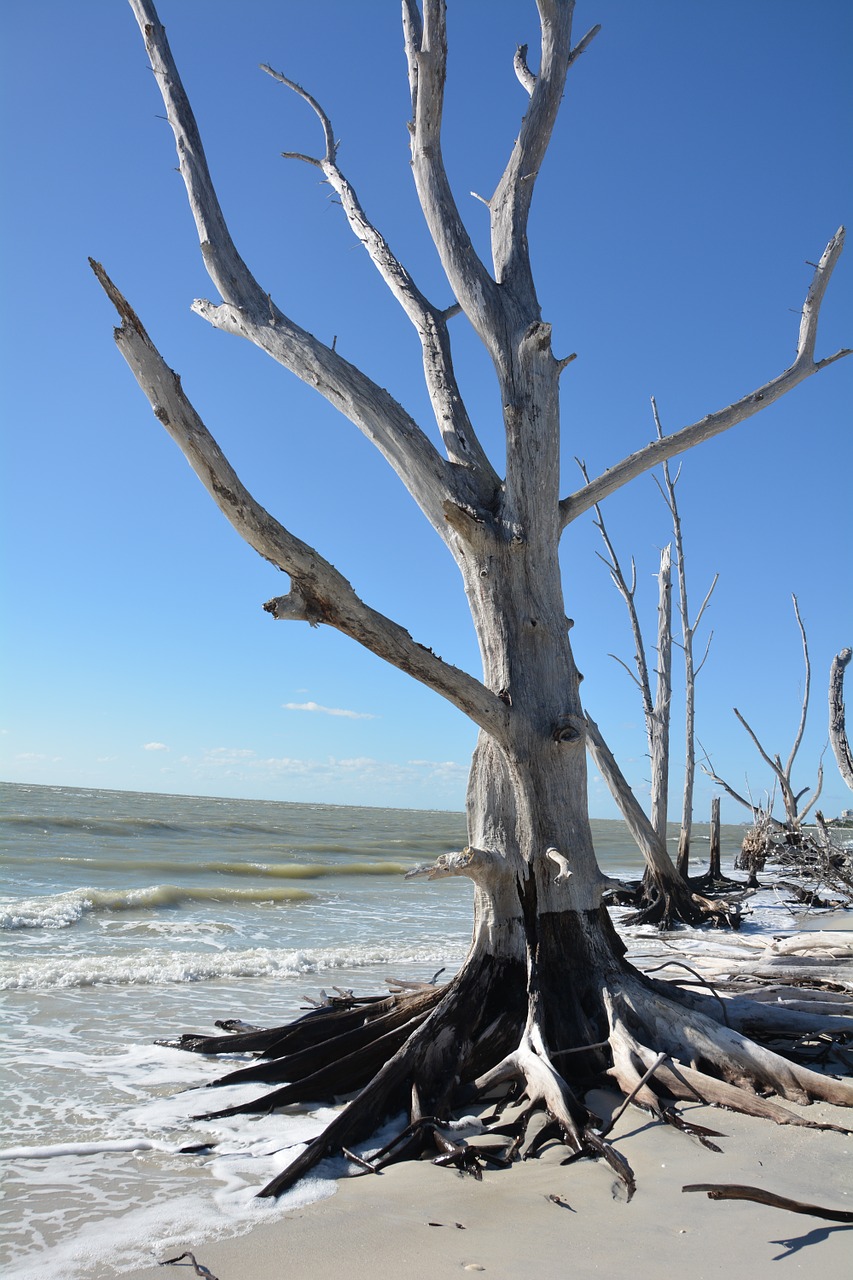 tree dead dead plant free photo