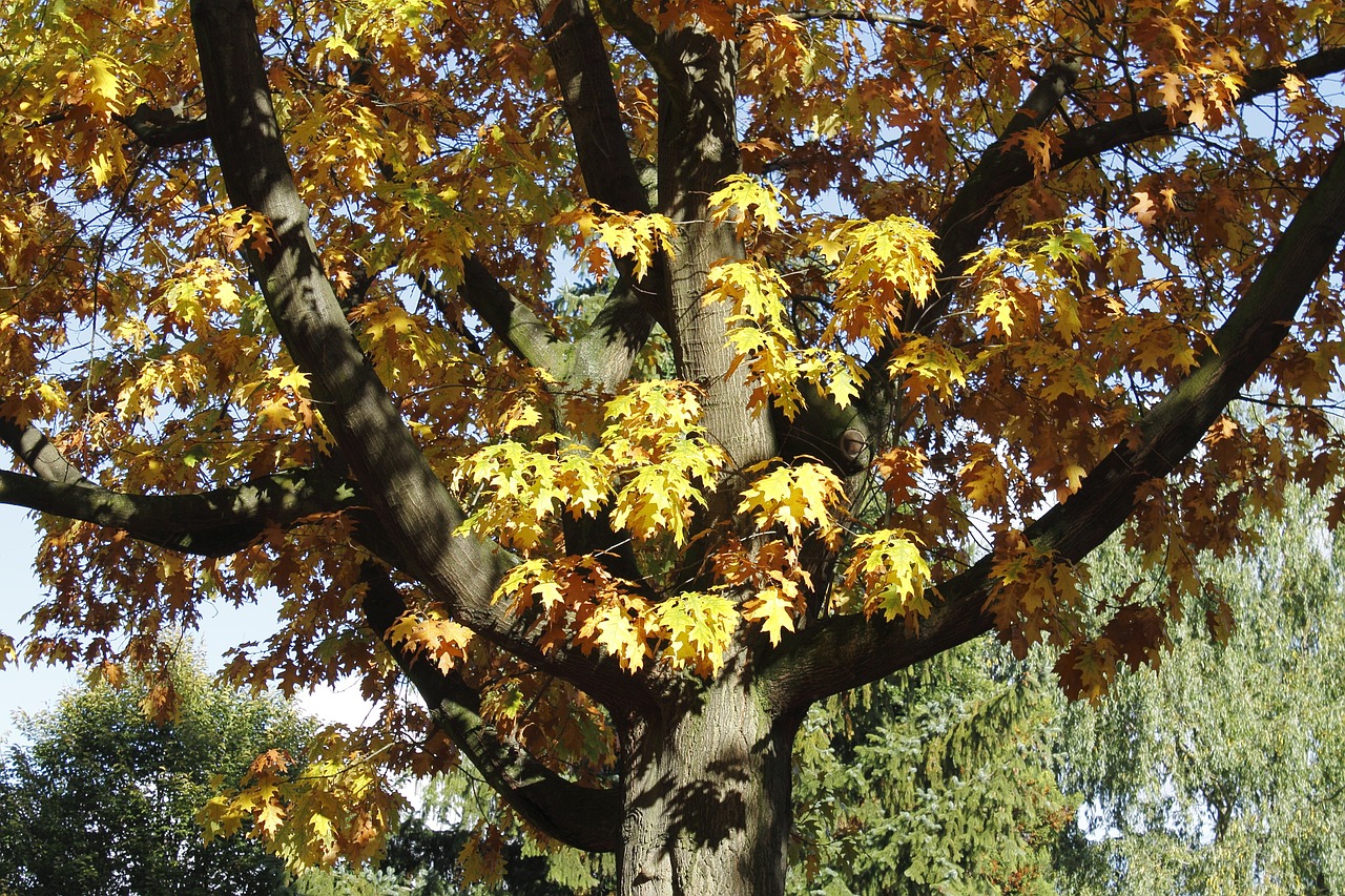 tree leaves autumn free photo