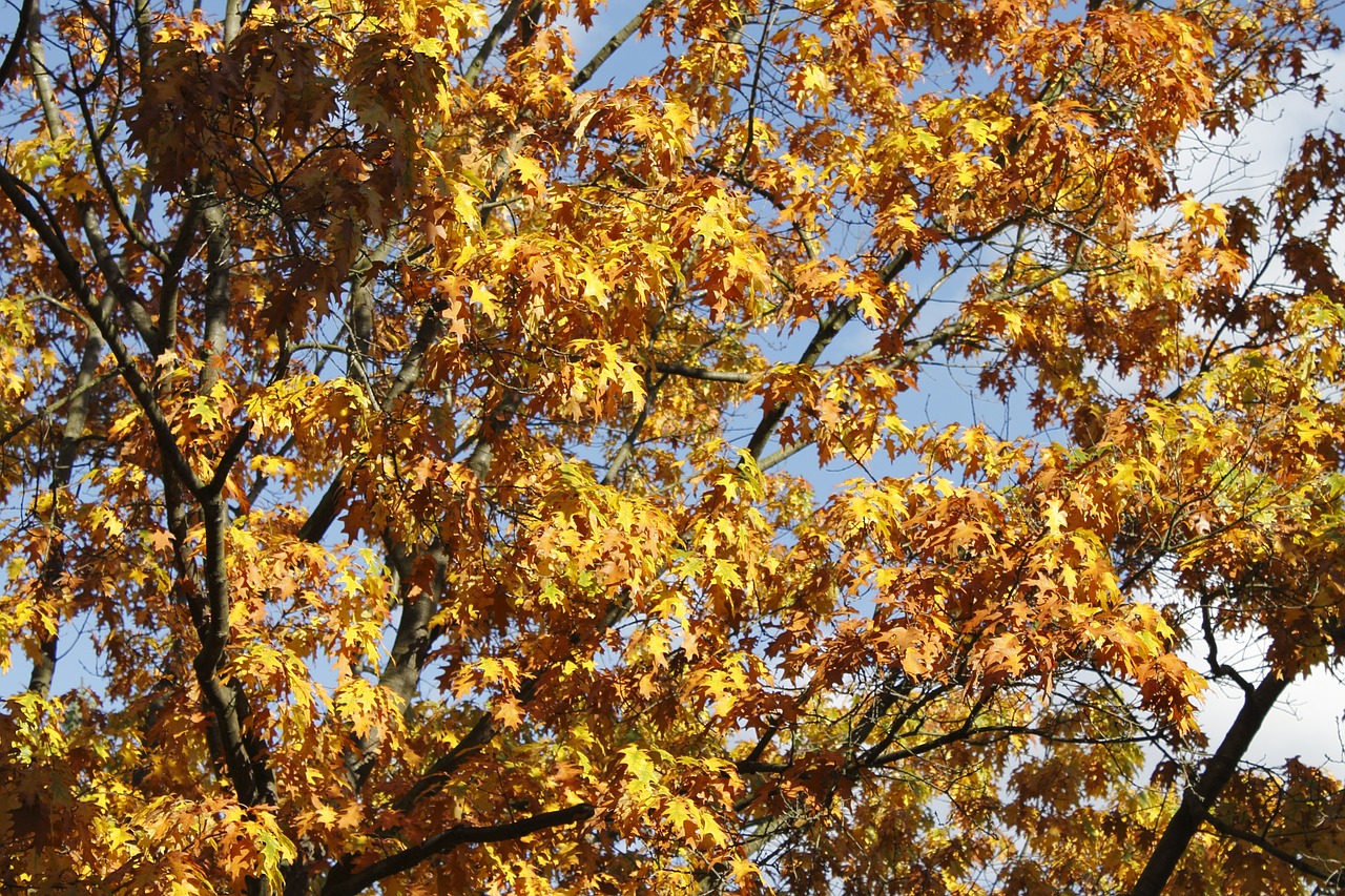 tree leaves autumn free photo