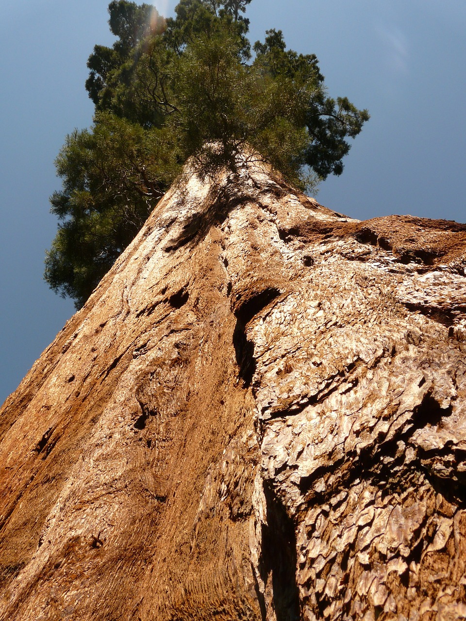 tree sequoia wood free photo