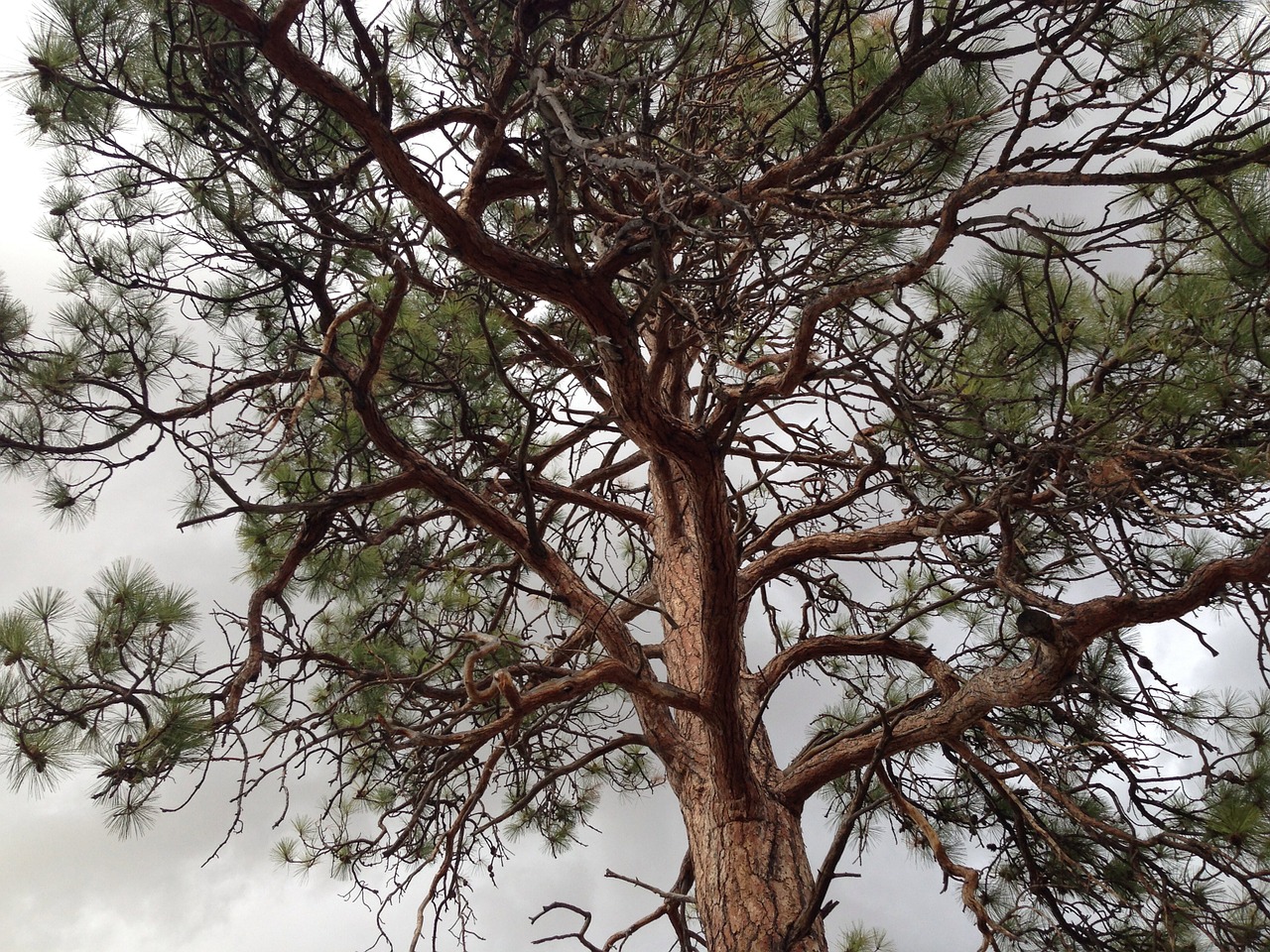 tree ponderosa pine pine free photo