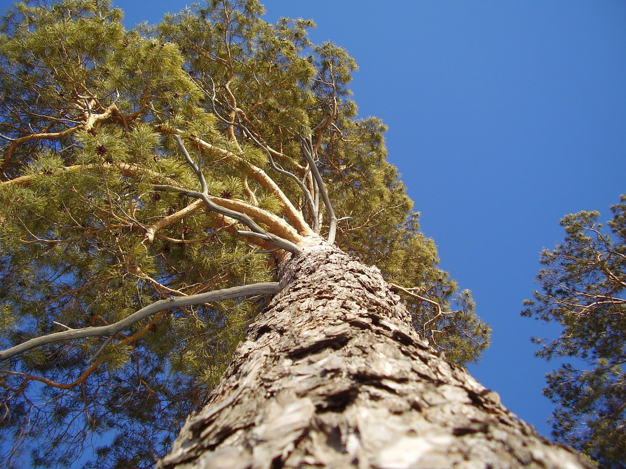 tree pine trunk free photo