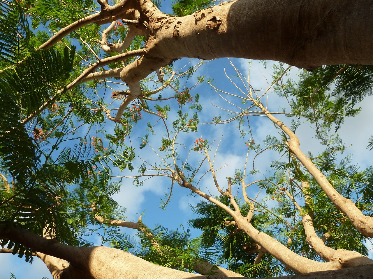 tree leaves sky free photo