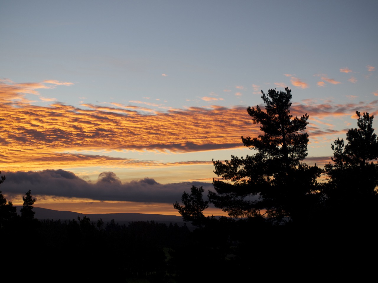 tree cloud sky free photo