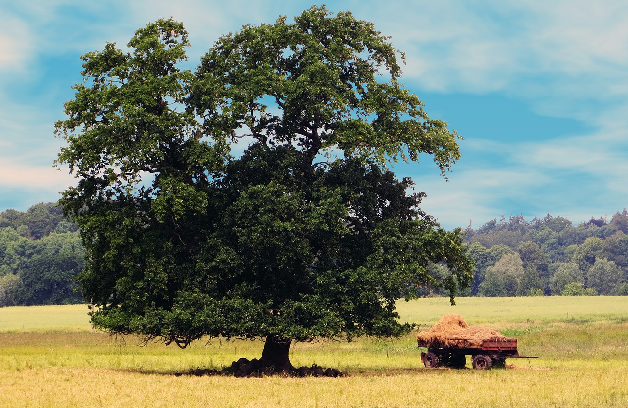 tree nature fields free photo