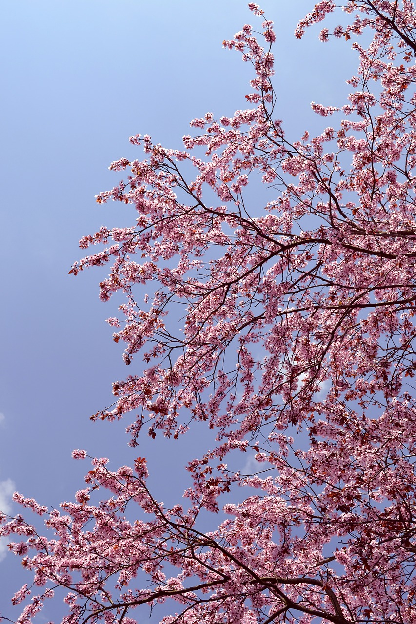 tree blossom pink free photo