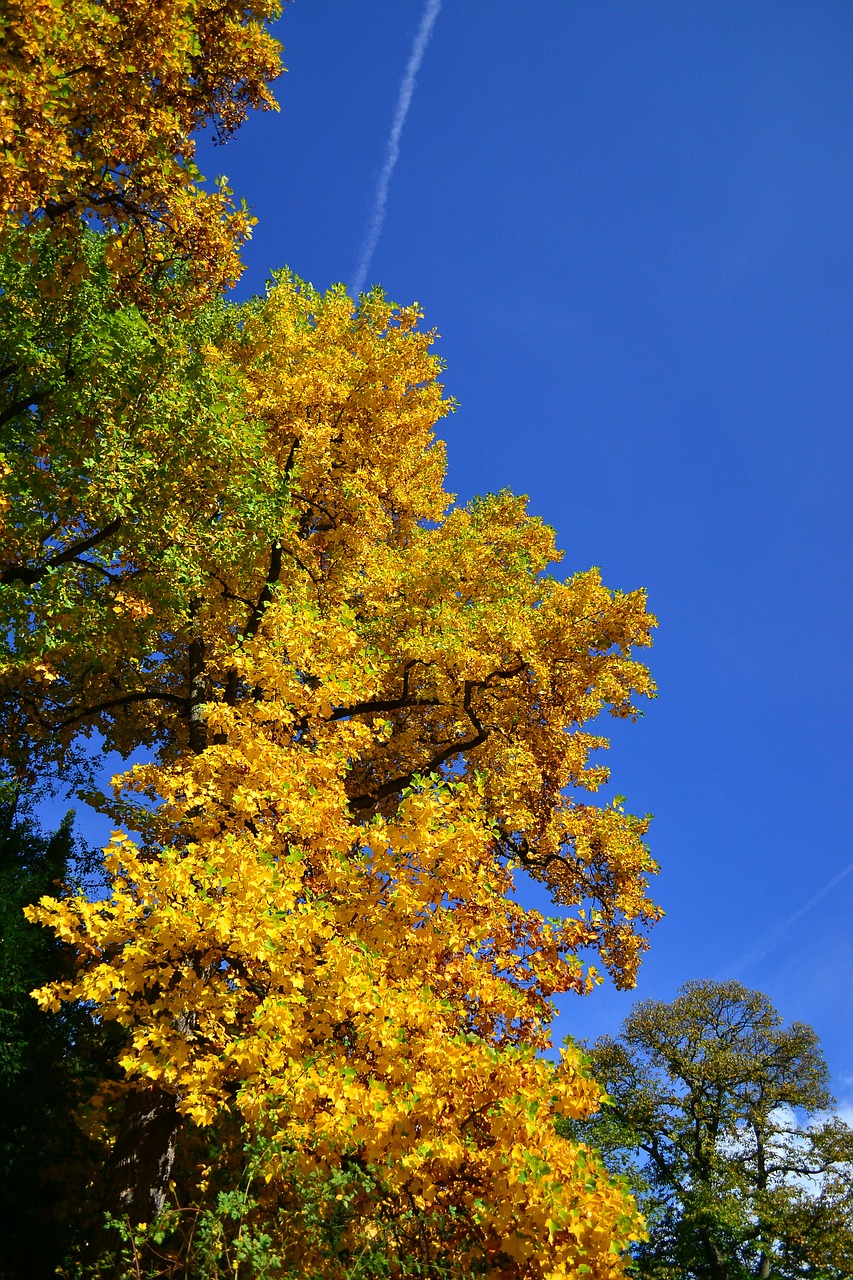 tree park yellow free photo