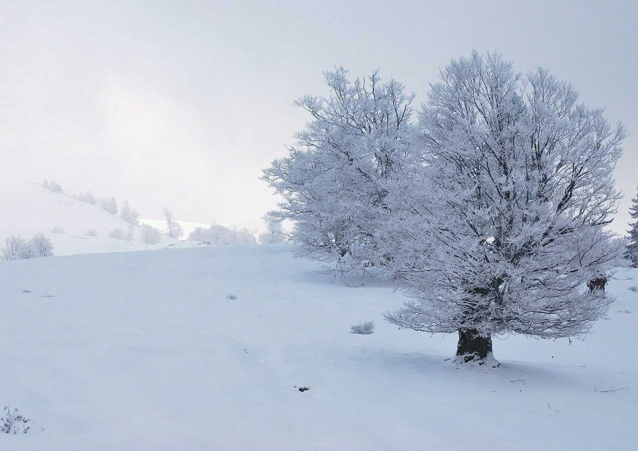 tree snowy winter free photo