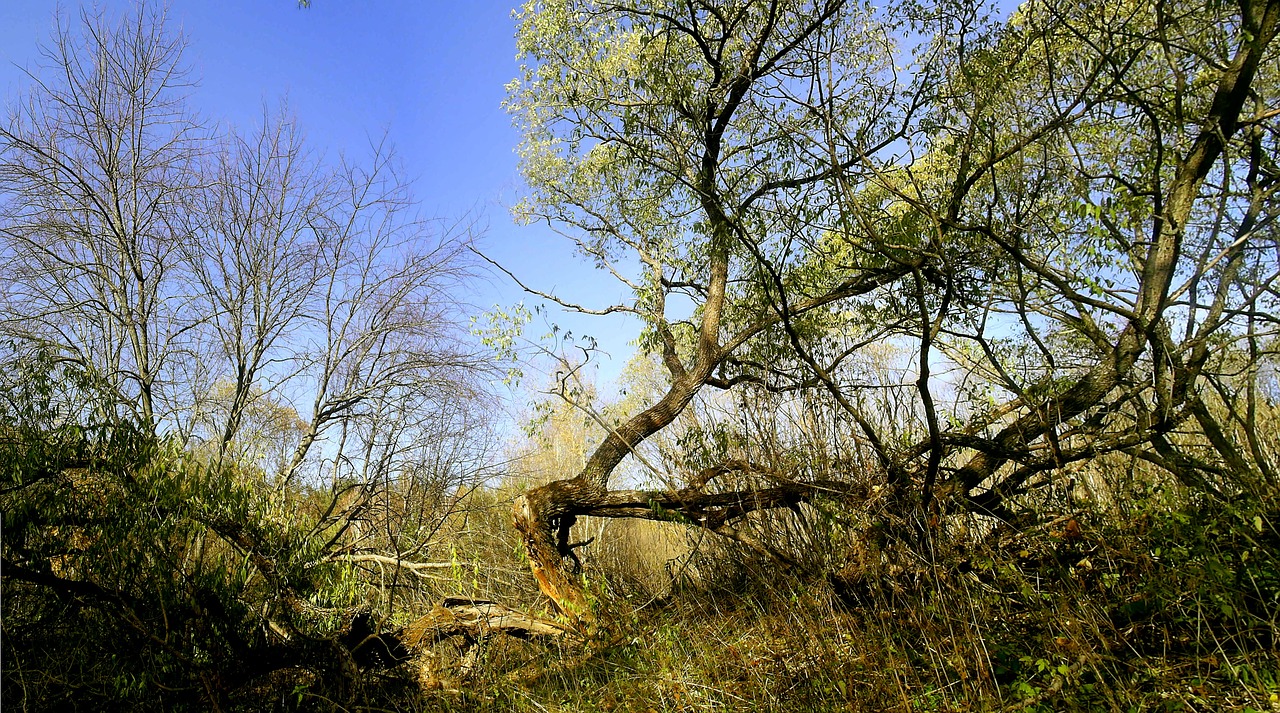 tree nature landscape free photo