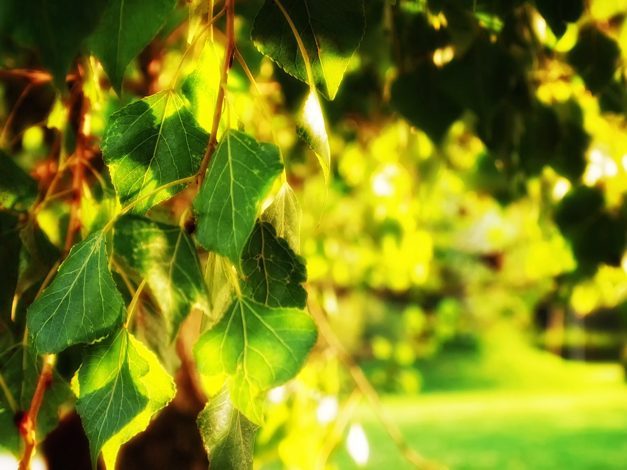 tree garden spring free photo