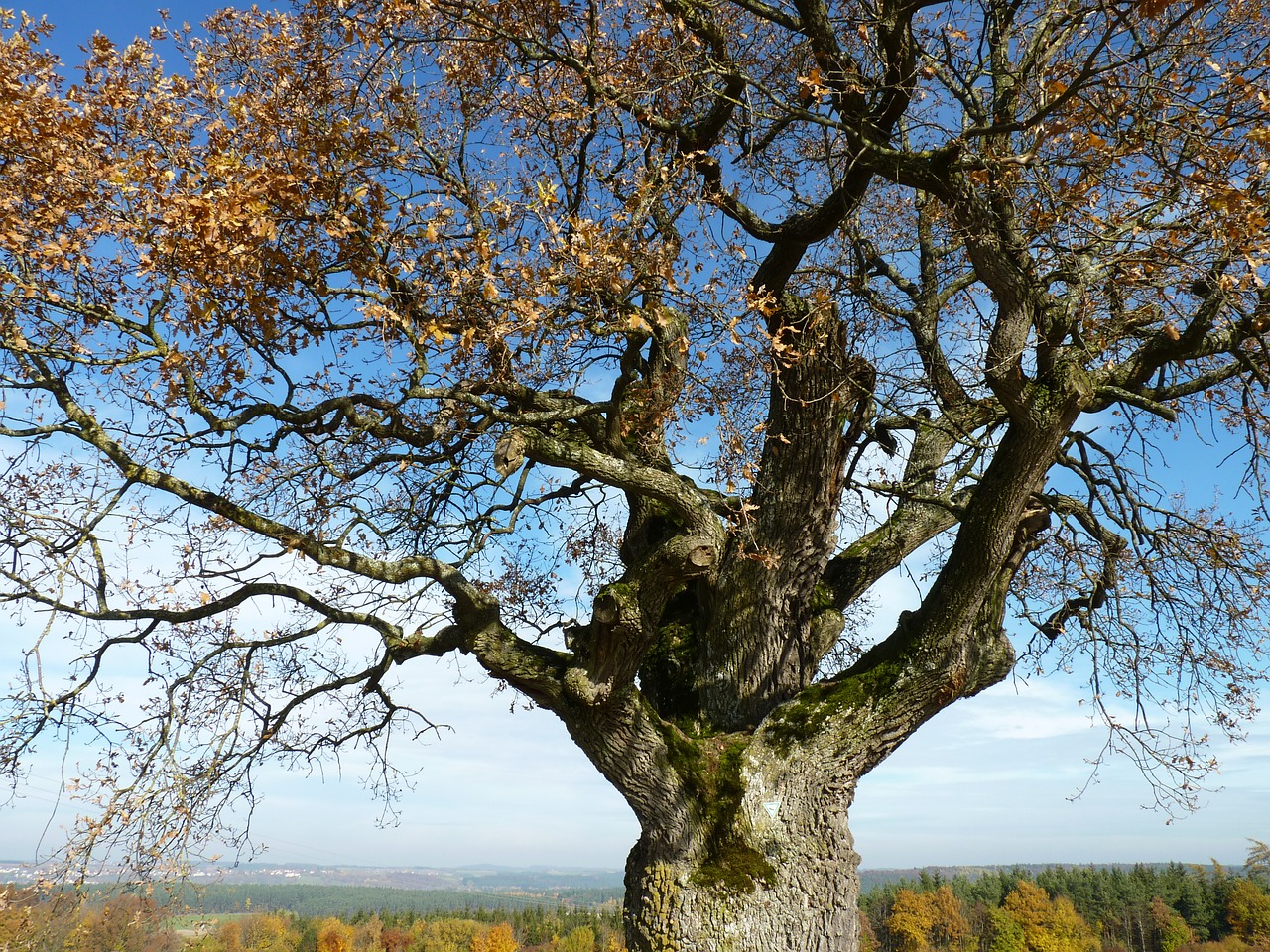 tree autumn autumn mood free photo