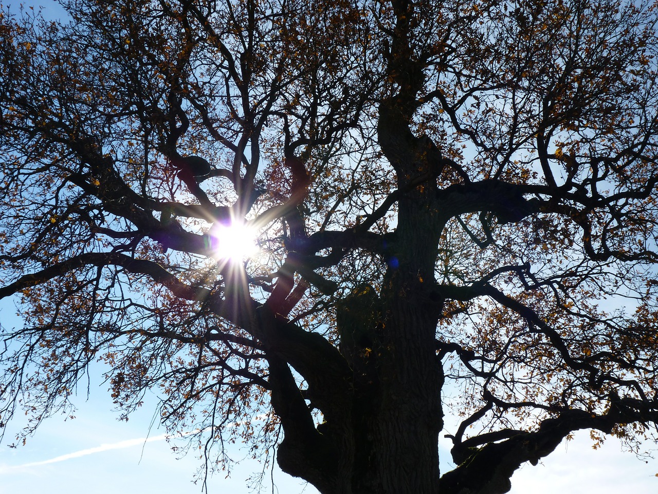 tree autumn mood back light free photo